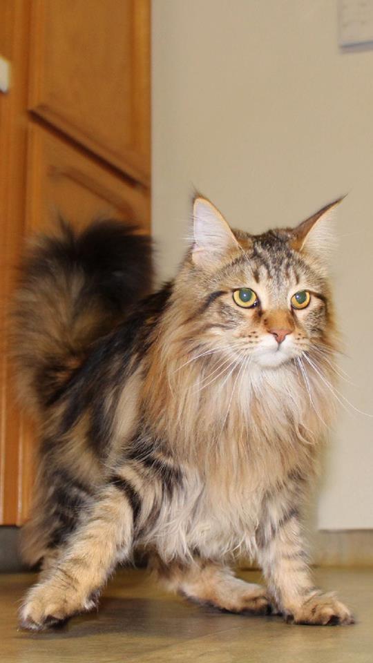 Past kittens – Gold Rush Maine Coons