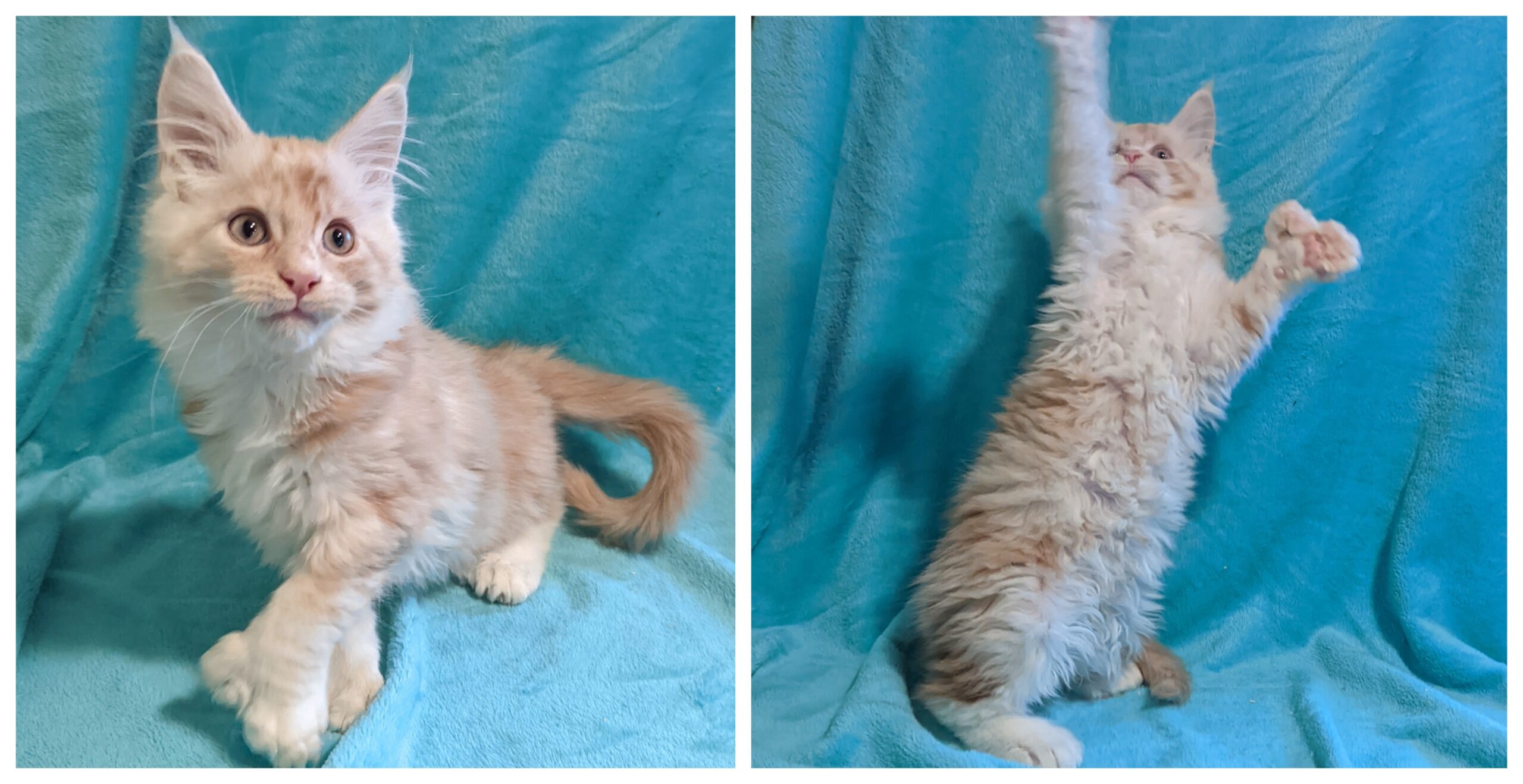 Thorin Collage Gold Rush Maine Coons